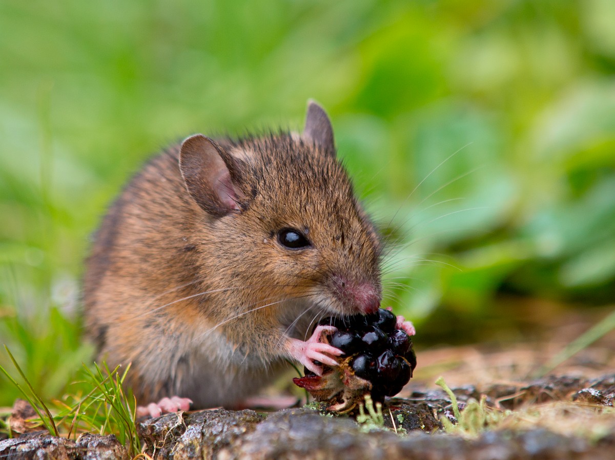 Apodemus sylvaticus, Wood Mouse